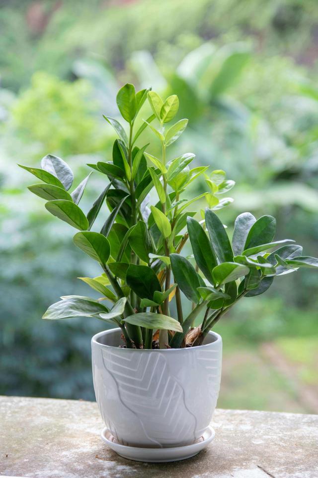 The Snake Plant (Dracaena trifasciata)