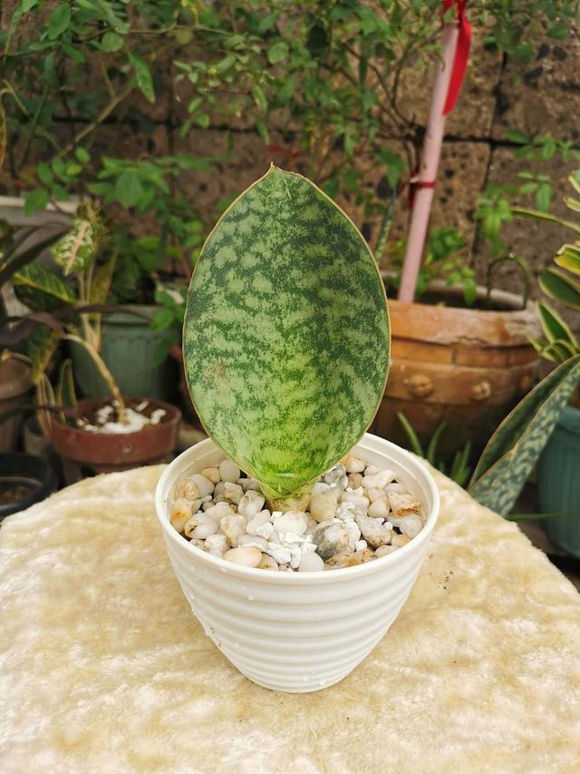 The Wale Fin Sansevieria