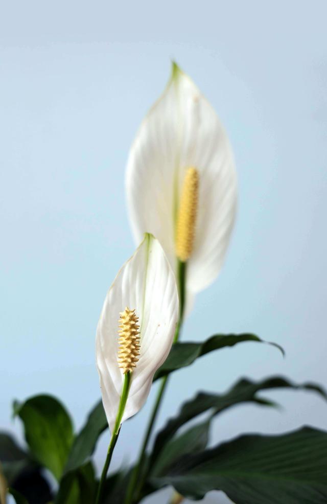 The Peace Lily (Spathiphyllum)